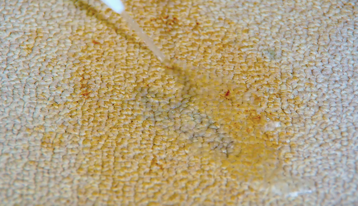 Learn How Professionals Get Dog Pee Out from Carpet Stains