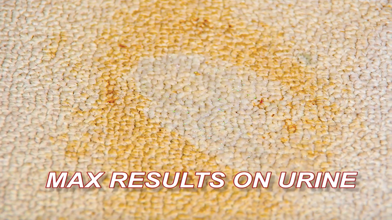 Learn How Professionals Get Dog Pee Out from Carpet Stains