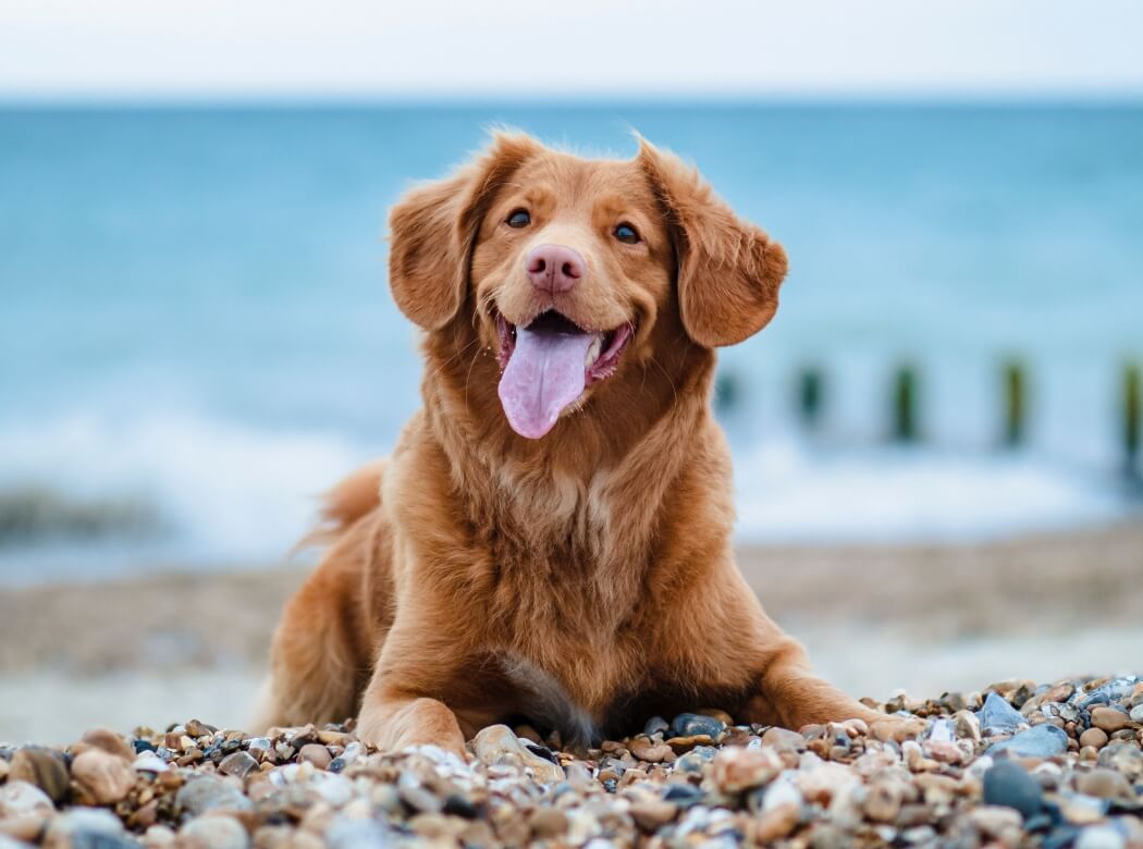 Clean More, Save More CitrusO Carpet Cleaning