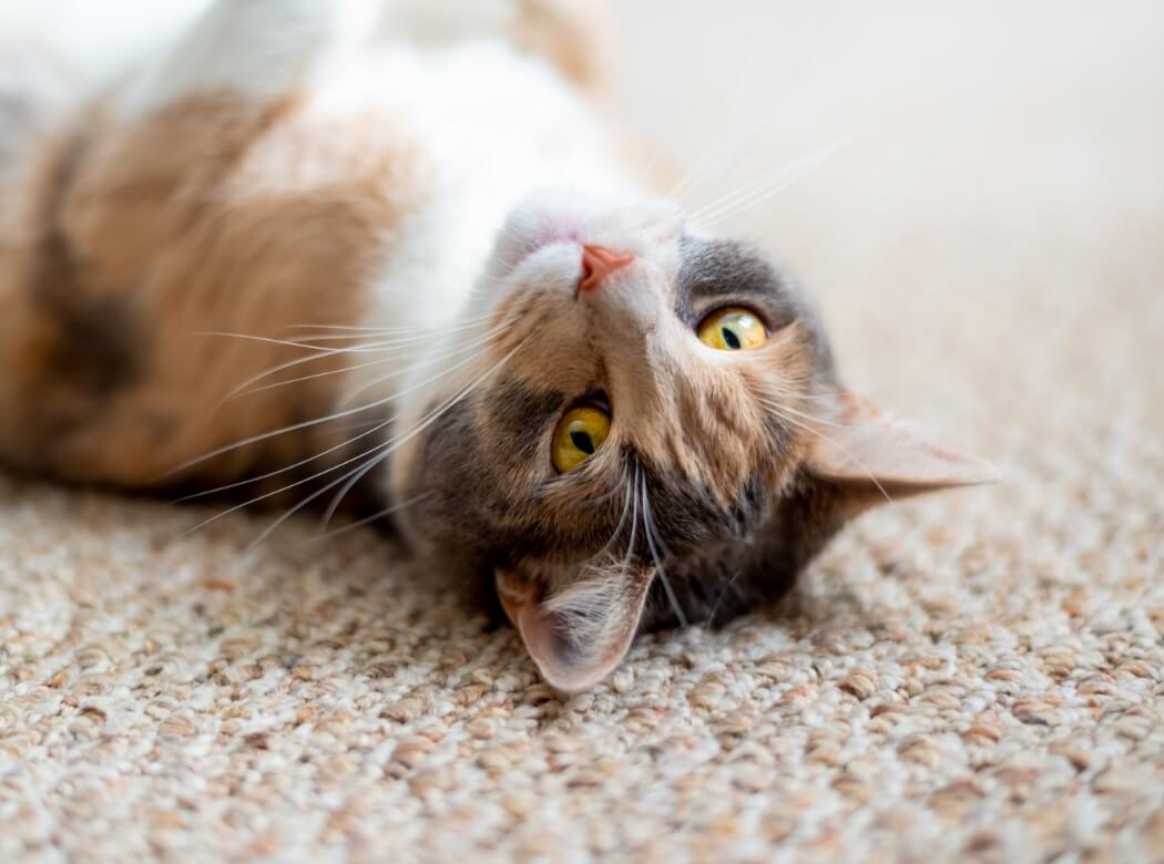 Carpet Cleaning CitrusO Carpet Cleaning